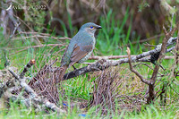 bower bird 8119