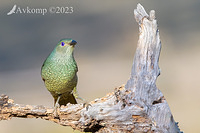 bowerbird 10784