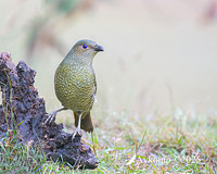 bowerbird 12572