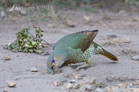 bowerbird 12971