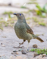 bowerbird 13687