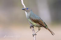 bowerbird 2684