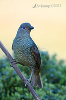 bowerbird 6039