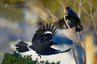 bowerbird and currawong5922