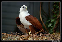 brahmany kite 2111