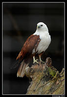 brahminy kite 1672