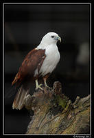 brahminy kite 1673