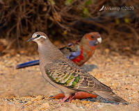 bronzewing 2771