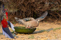 bronzewing 2857