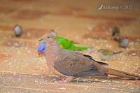 brown cuckoo dove 5239