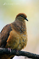 brown cuckoo dove 5247