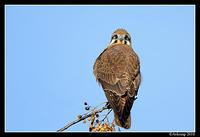 brown falcon 6062