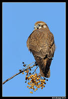 brown falcon 6067