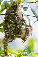 brown gerygone 17896