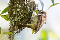 brown gerygone 17897