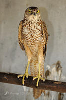 brown goshawk 5253