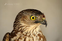 brown goshawk 5256