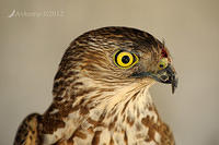 brown goshawk 5257