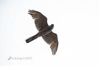 brown goshawk 6613