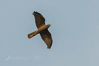 brown goshawk 8811