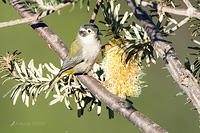 brown headed honey eater 3381