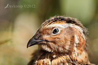 brown quail 4673