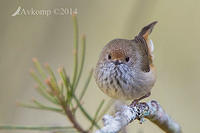 brown thornbill 16993