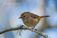 brown thornbill 16997