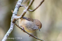 brown thornbill 17003