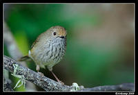 brown thornbill 4384