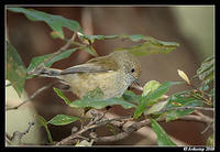 brownthornbill2040