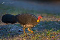 brush turkey 14837