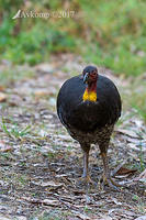 brush turkey 14838