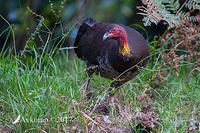 brush turkey 14934