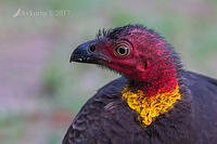 brush turkey 14937