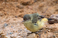 buff rumped thornbill 1021