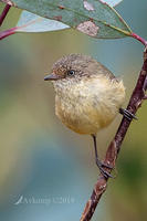 buff rumped thornbill 0799