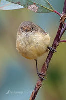 buff rumped thornbill 0800