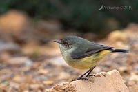 buff rumped thornbill 1070