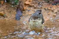 buff rumped thornbill 1077