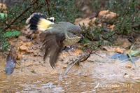 buff rumped thornbill 1079