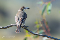 butcher bird 11216