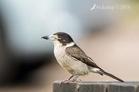 butcher bird 10590 001