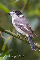 butcher bird 10600 001