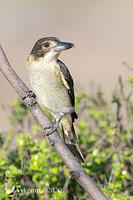 butcherbird 3168