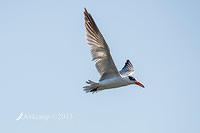 caspian tern 8963