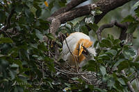 cattle egret 11327