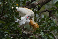 cattle egret 11341