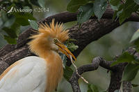 cattle egret 11350