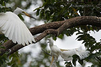 cattle egret 11351